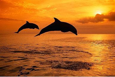 宝可梦朱紫DLC零之秘宝内容情报，零之秘宝新增宝可梦有哪些？